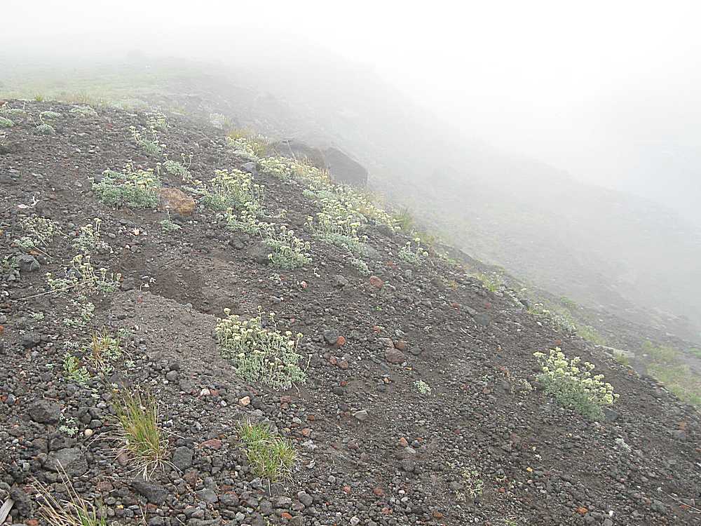 Image of Artemisia glomerata specimen.