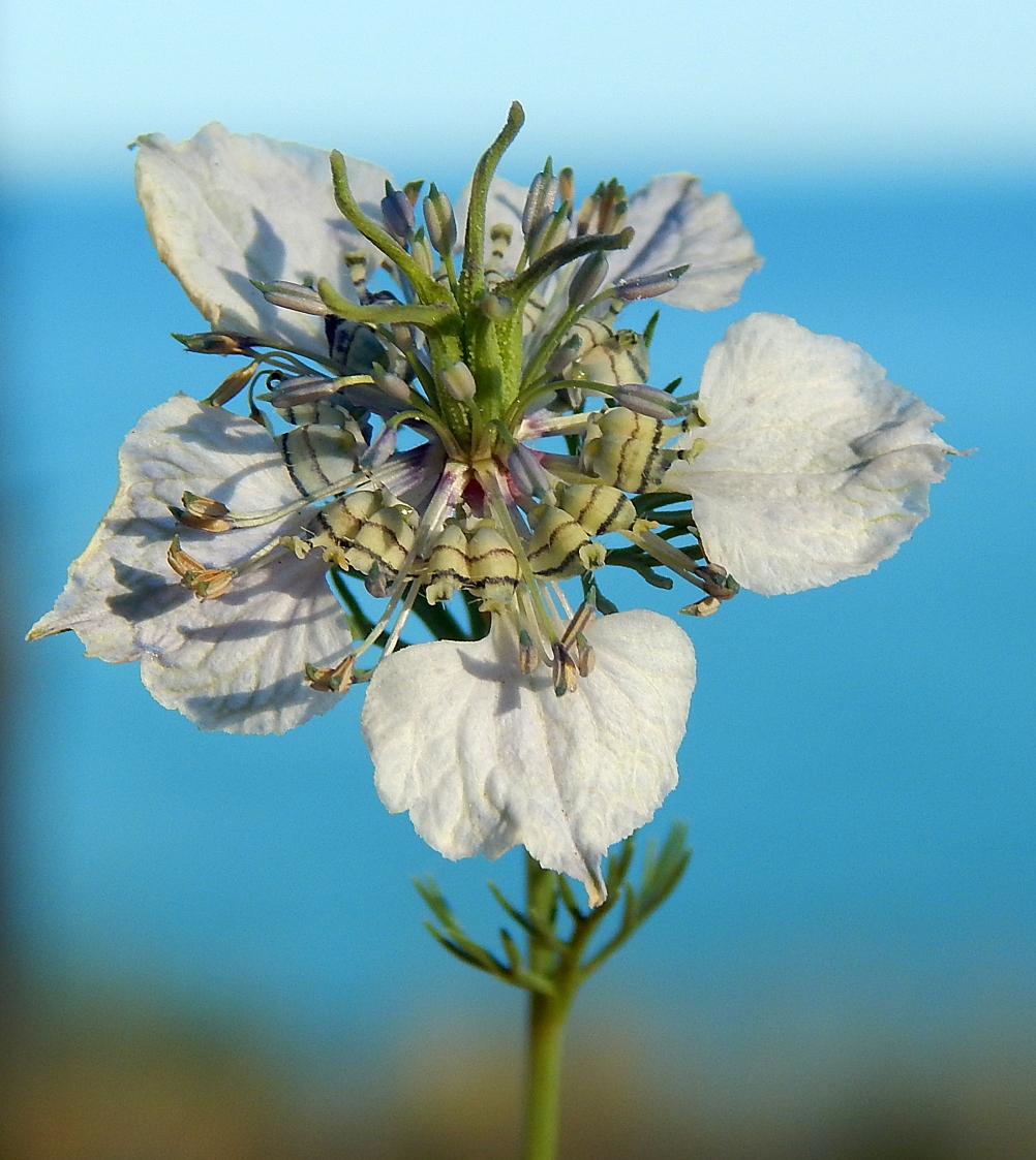 Image of Nigella arvensis specimen.