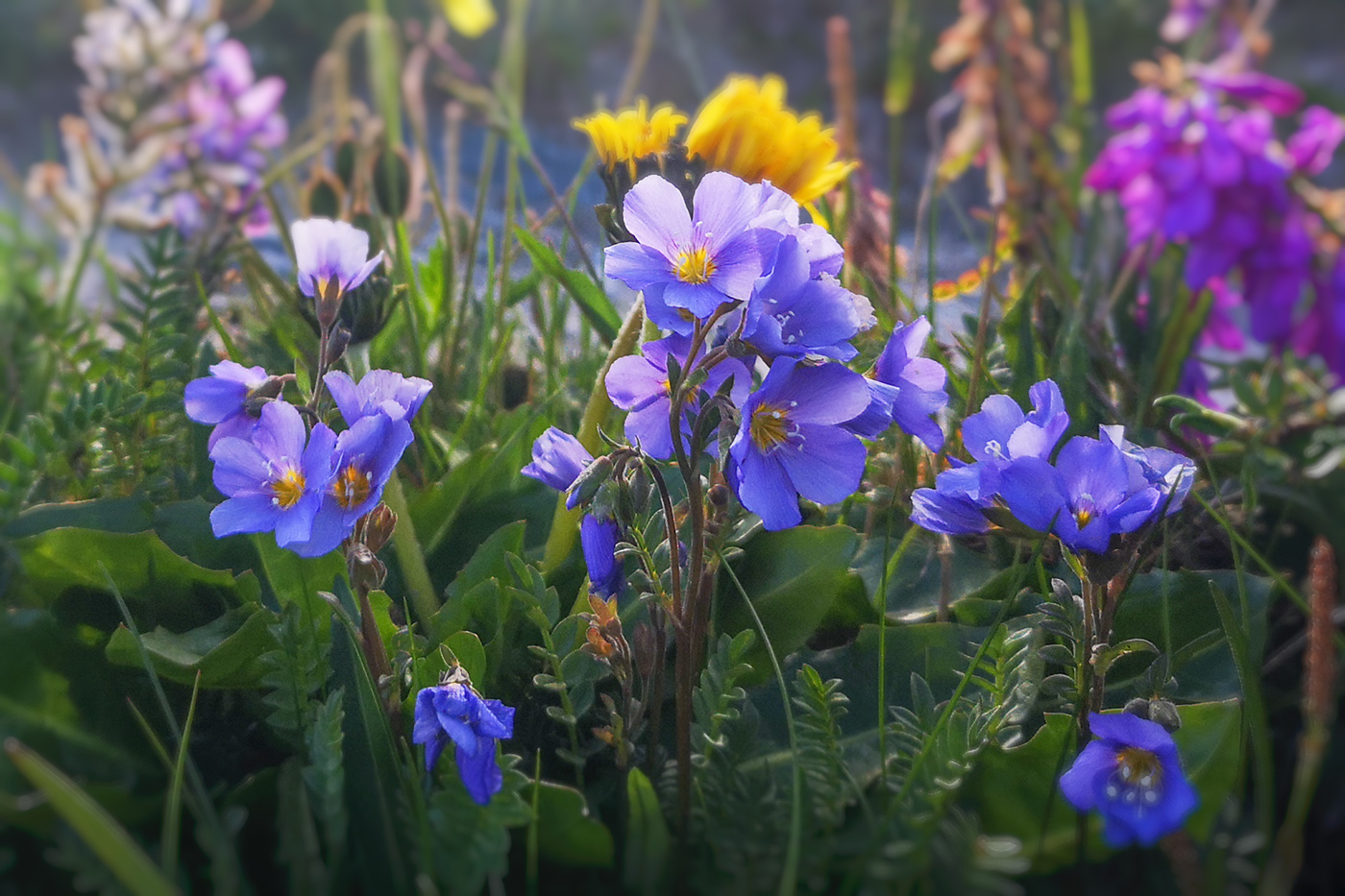 Image of Polemonium boreale specimen.