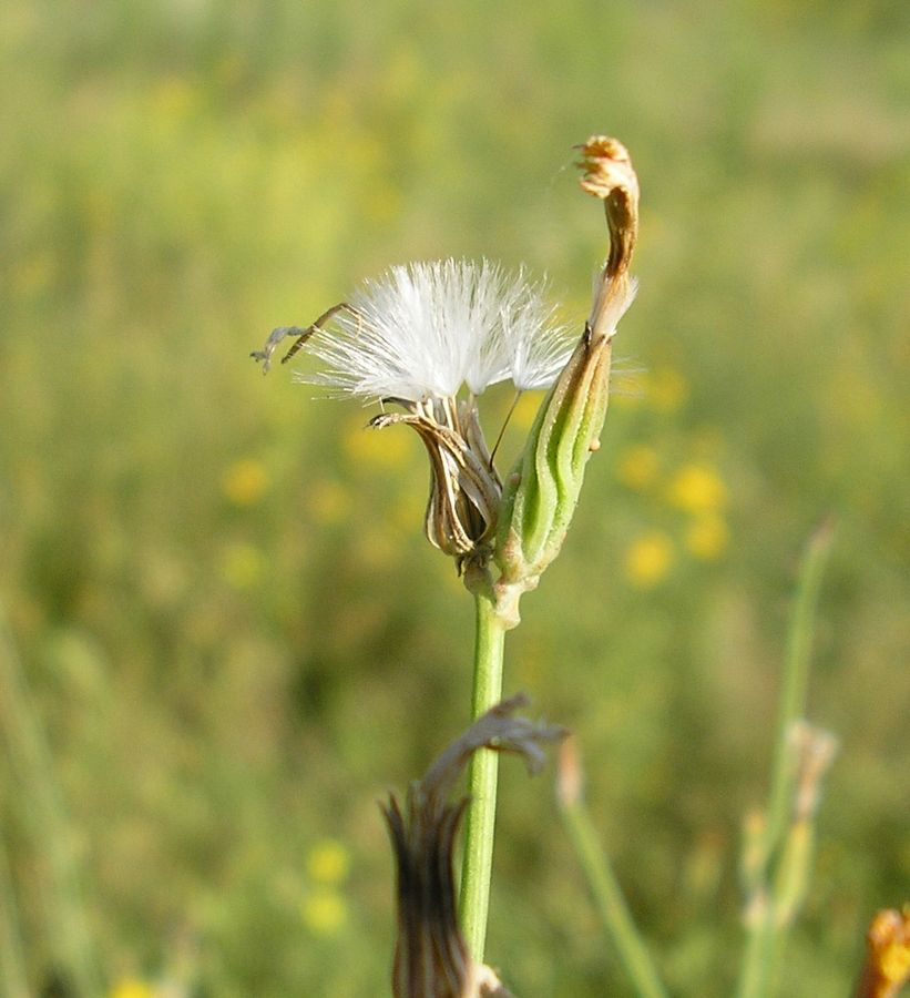 Изображение особи Chondrilla graminea.