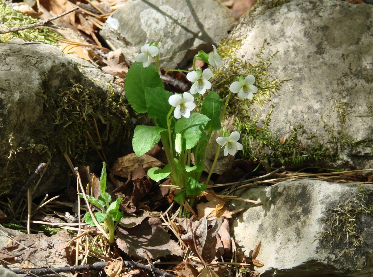 Image of Viola alexandrowiana specimen.