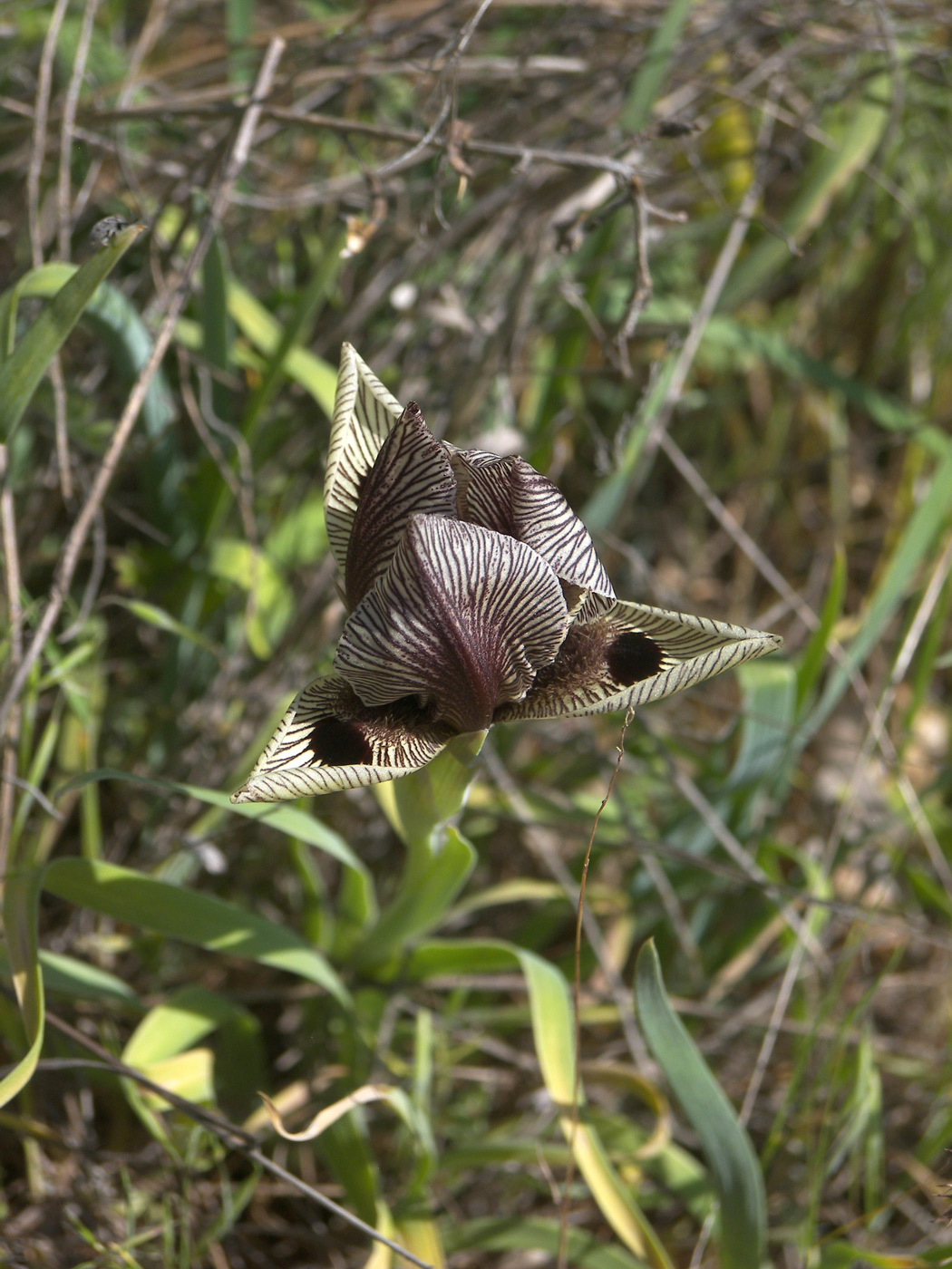 Image of Iris grossheimii specimen.