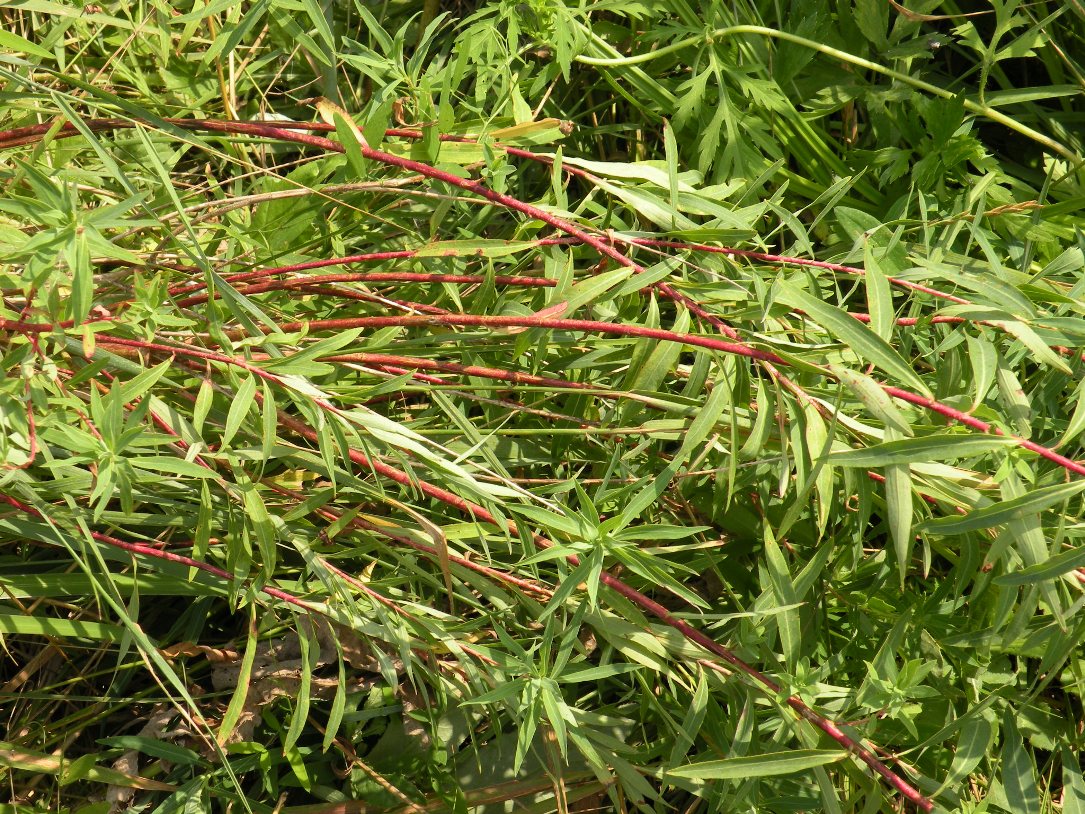 Изображение особи Euphorbia palustris.