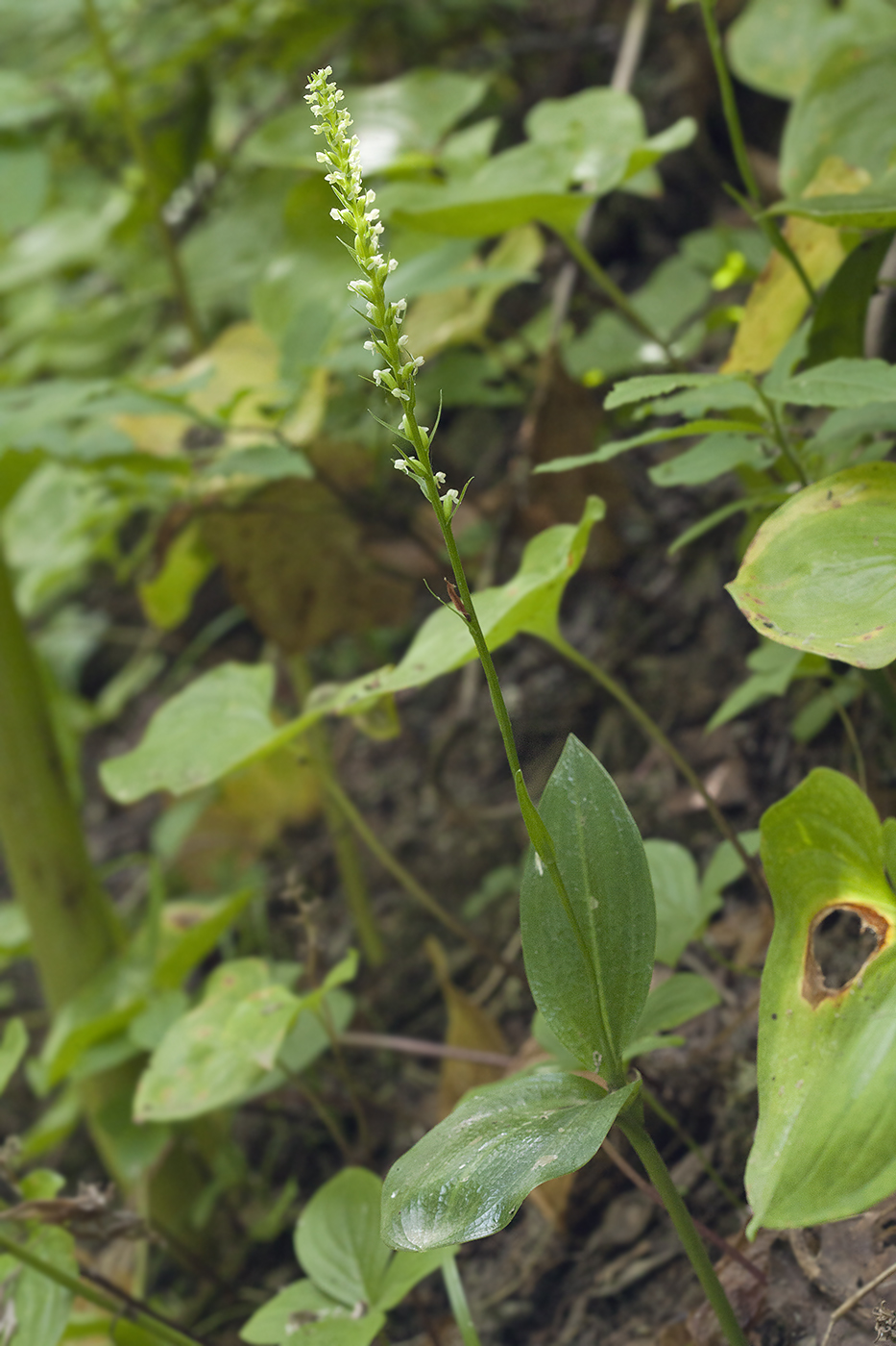 Изображение особи Platanthera ditmariana.