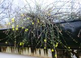 Jasminum nudiflorum. Цветущее растение на крыше парковой постройки. Франция, регион Иль-де-Франс, г. Леваллуа-Перре, парк \"Планшет\", в культуре. 26.02.2020.