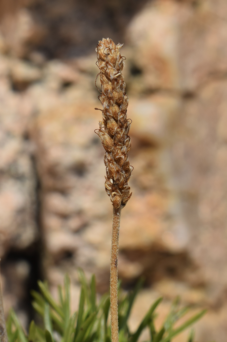 Изображение особи Plantago crassifolia.