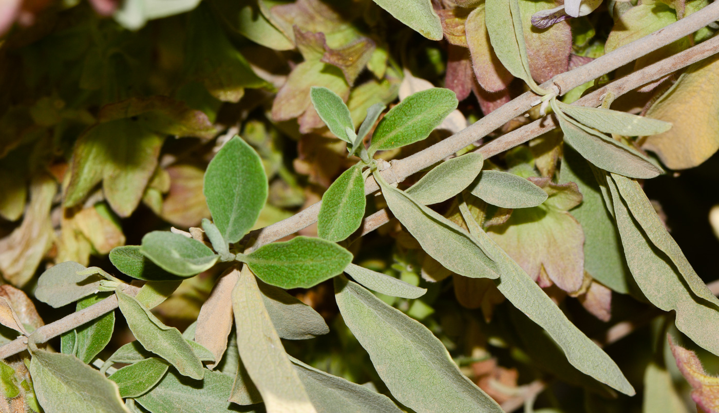 Image of Salvia dolomitica specimen.