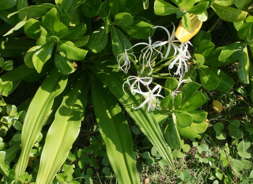 Image of Crinum asiaticum specimen.