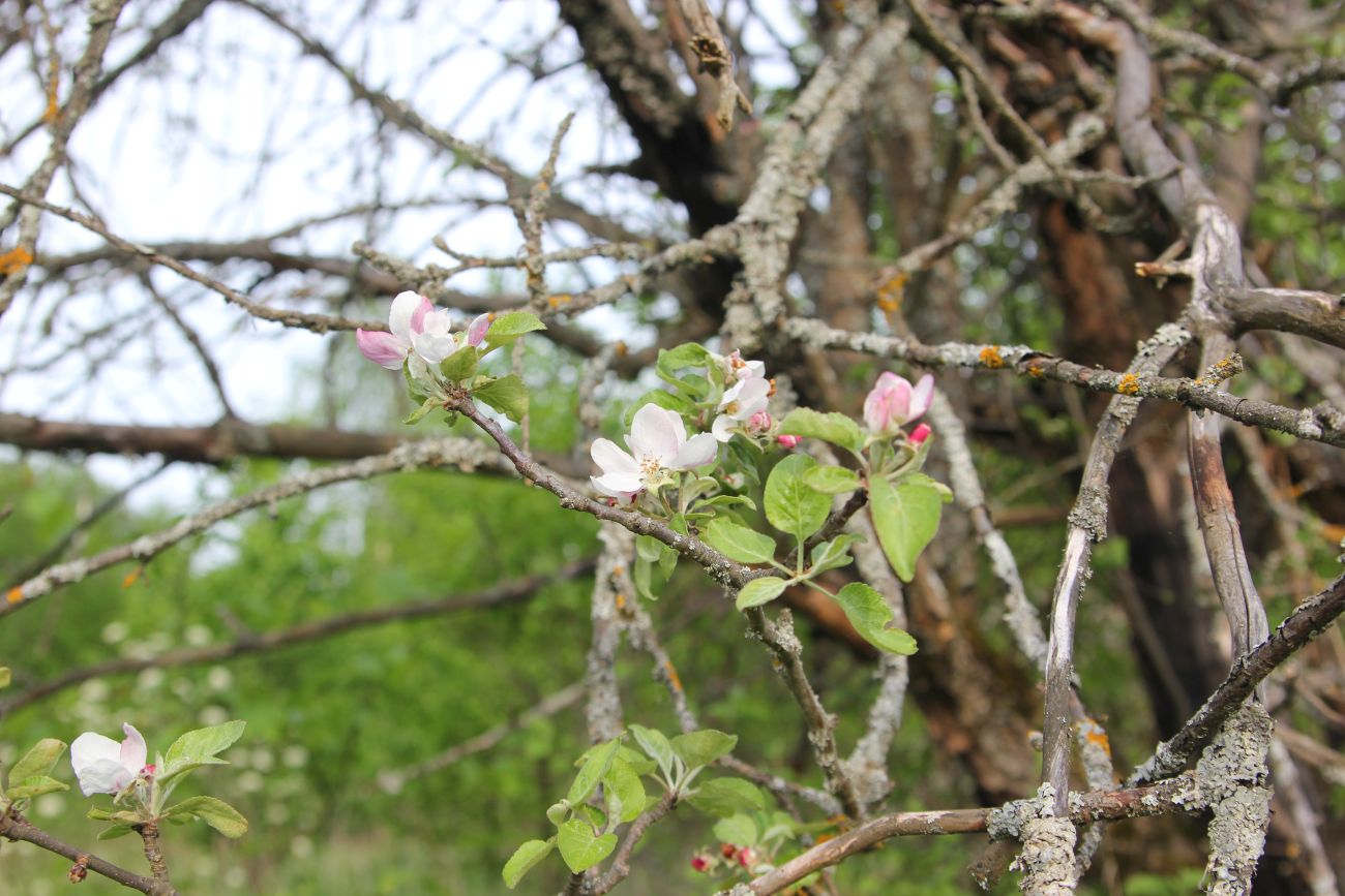 Изображение особи Malus domestica.