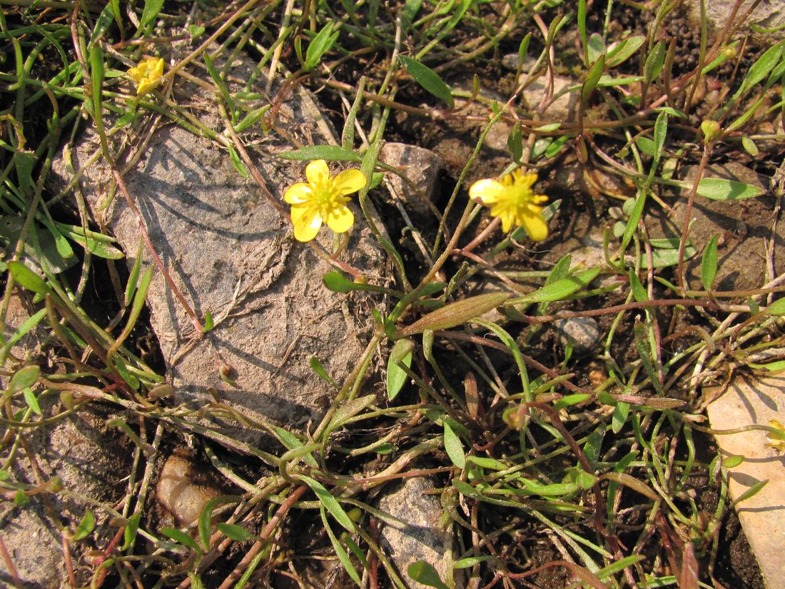 Image of Ranunculus reptans specimen.