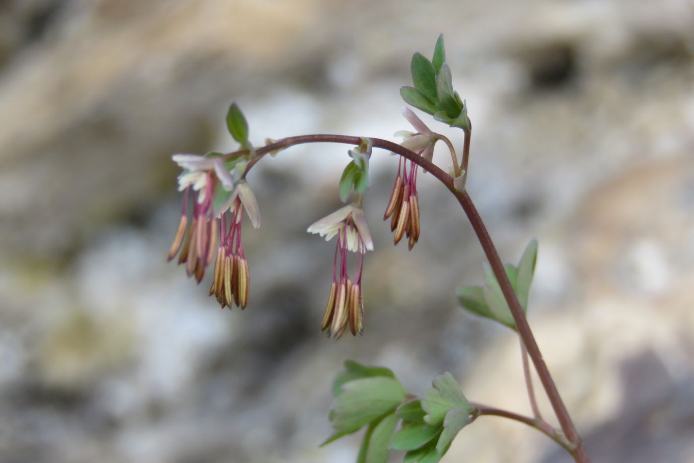 Image of Thalictrum sultanabadense specimen.