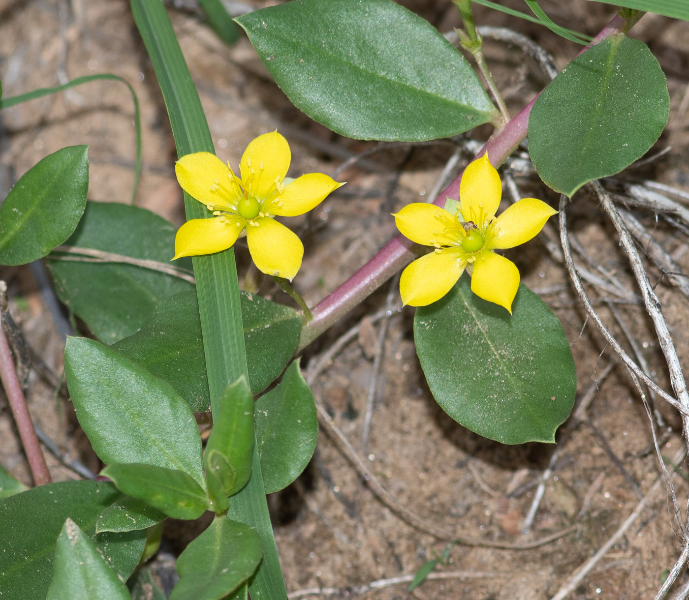 Image of Talinum caffrum specimen.