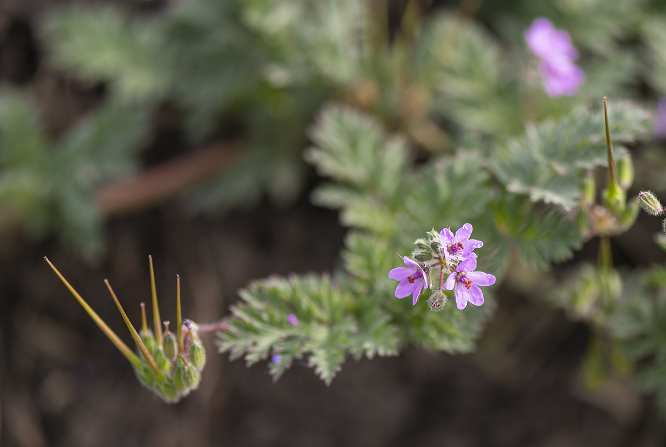 Image of Erodium cicutarium specimen.