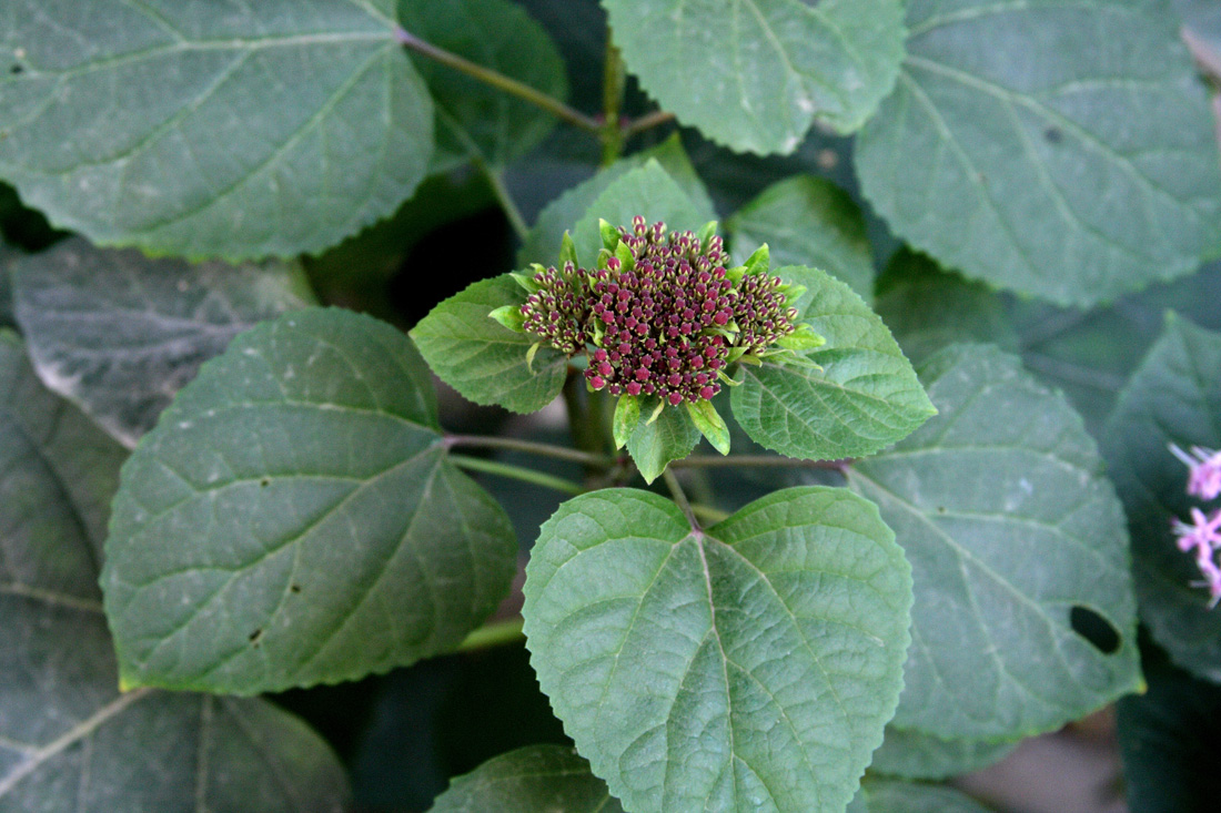 Изображение особи Clerodendrum bungei.