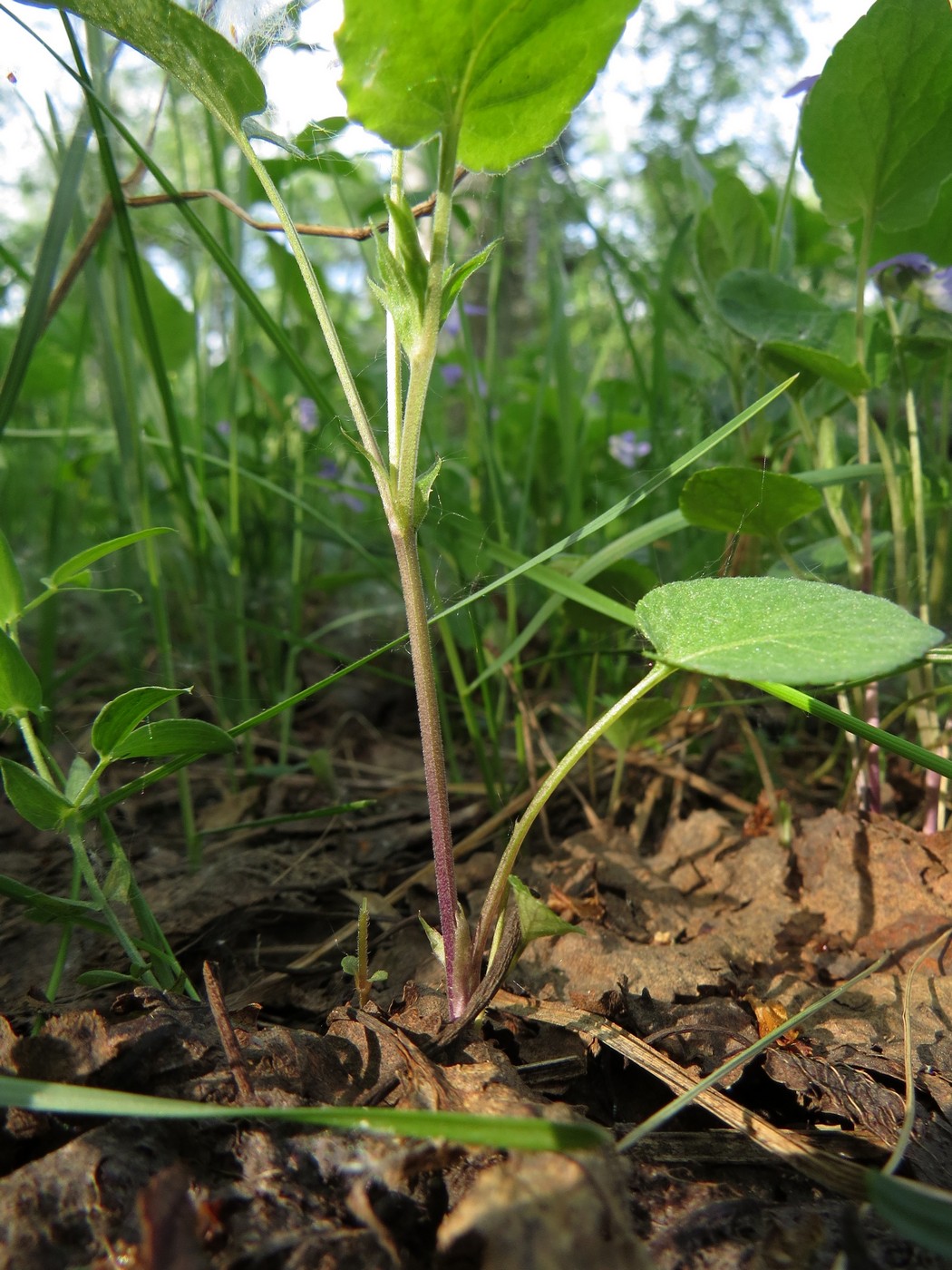 Image of Viola &times; villaquensis specimen.