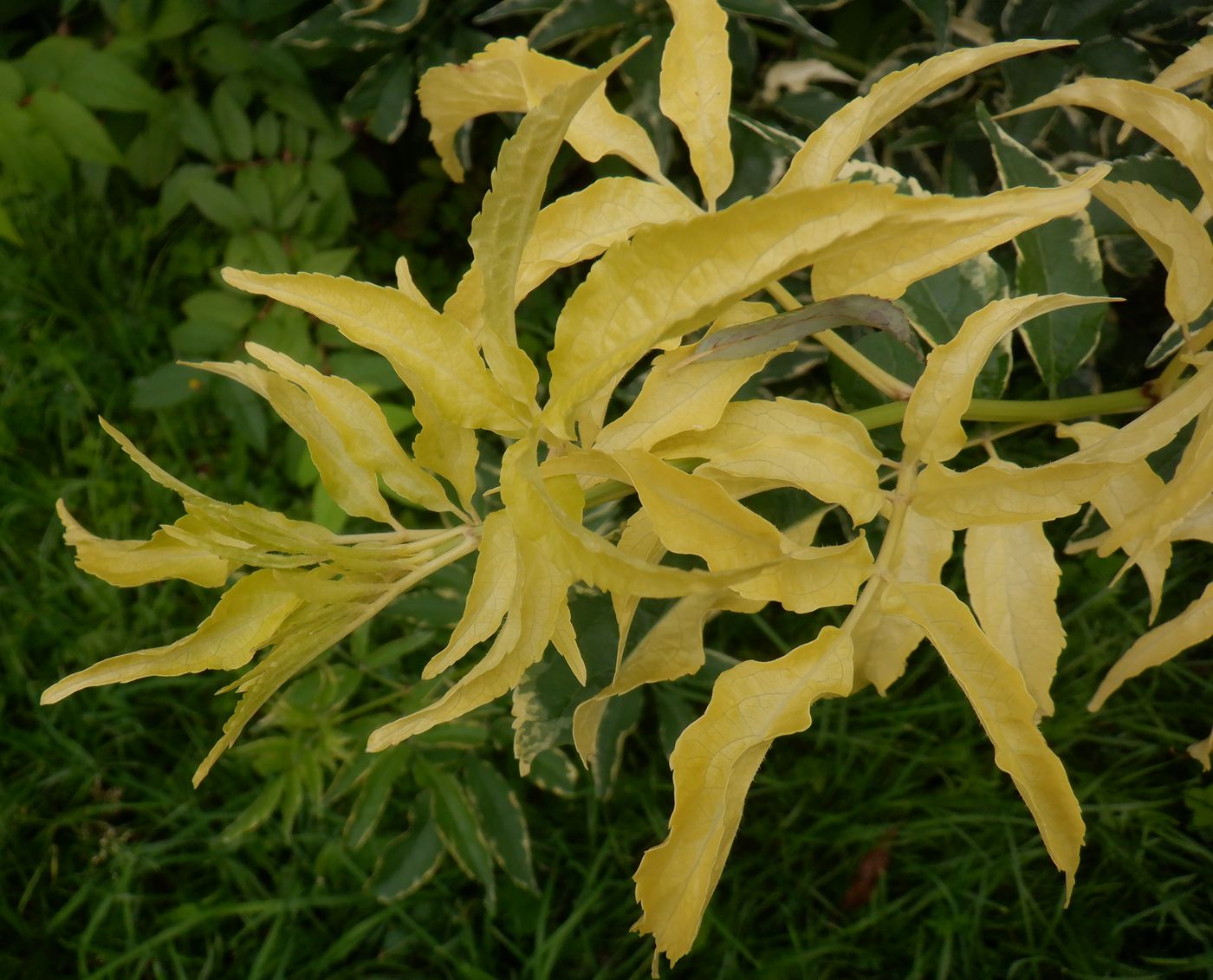 Image of Sambucus nigra specimen.