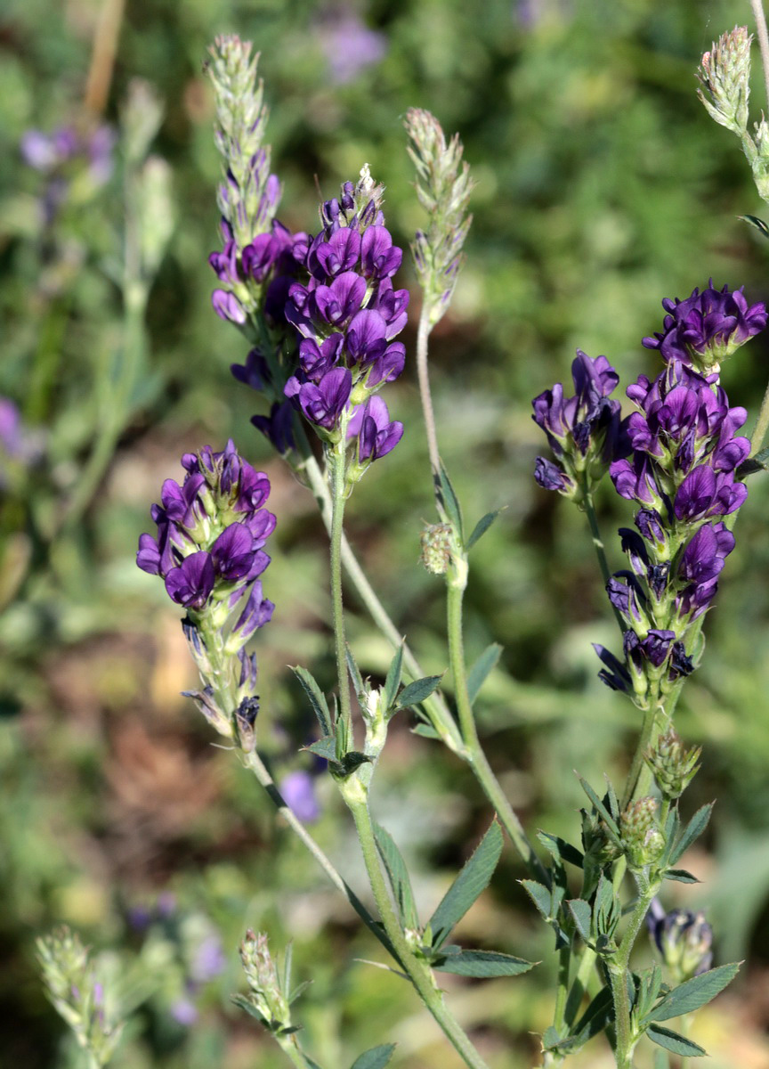 Image of Medicago sativa specimen.