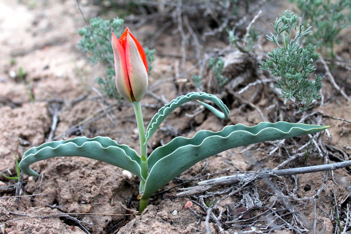 Image of Tulipa alberti specimen.