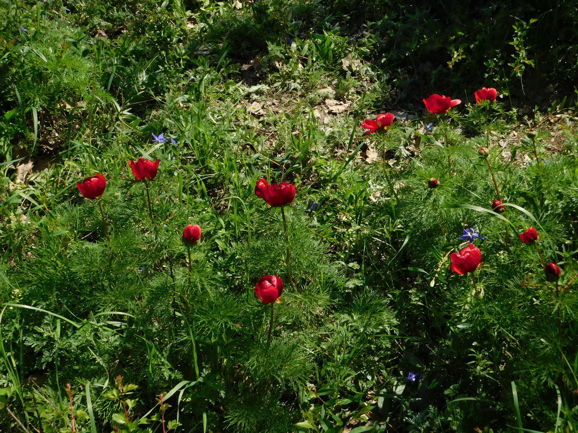 Image of Paeonia tenuifolia specimen.