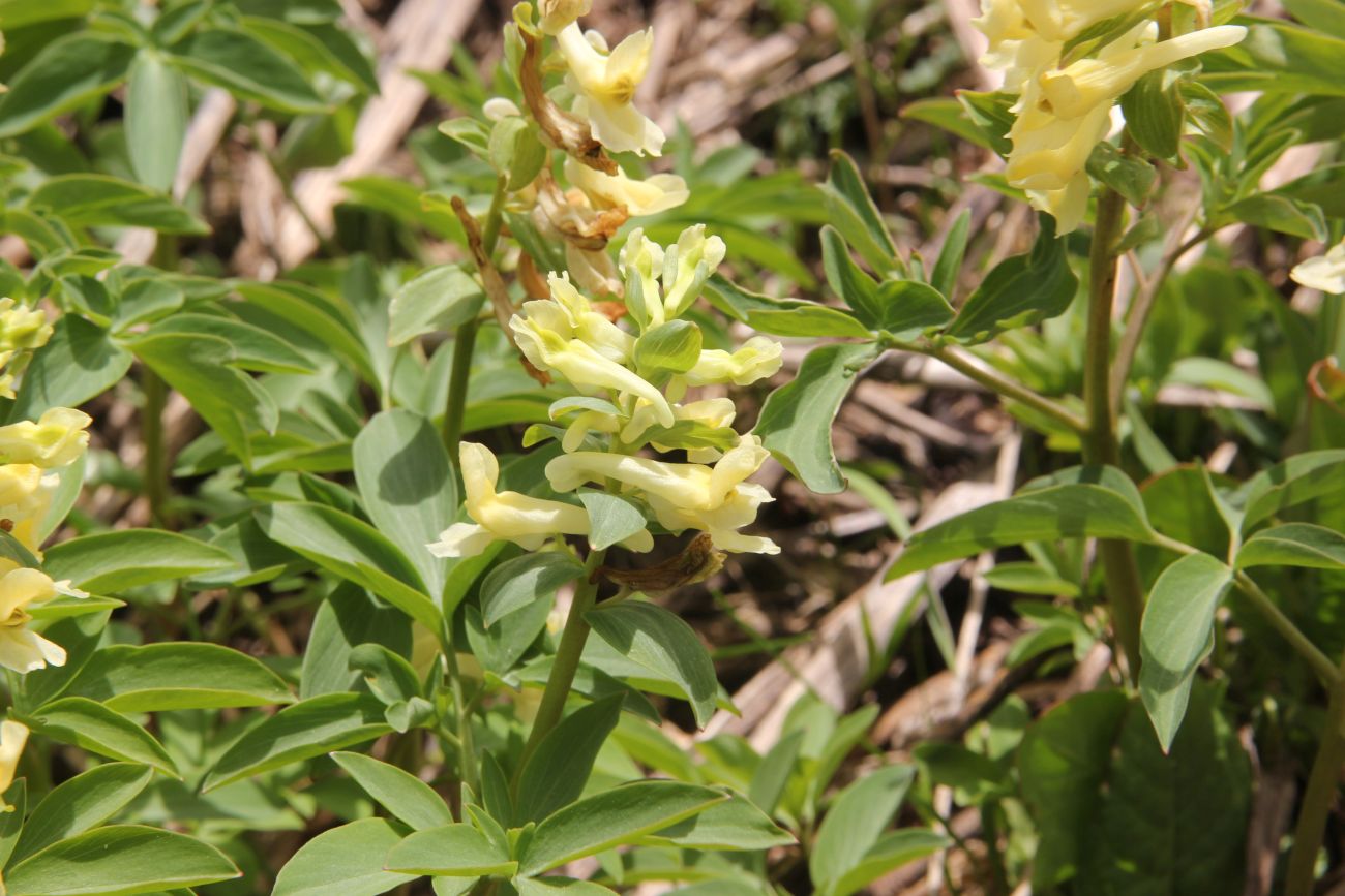 Image of Corydalis marschalliana specimen.