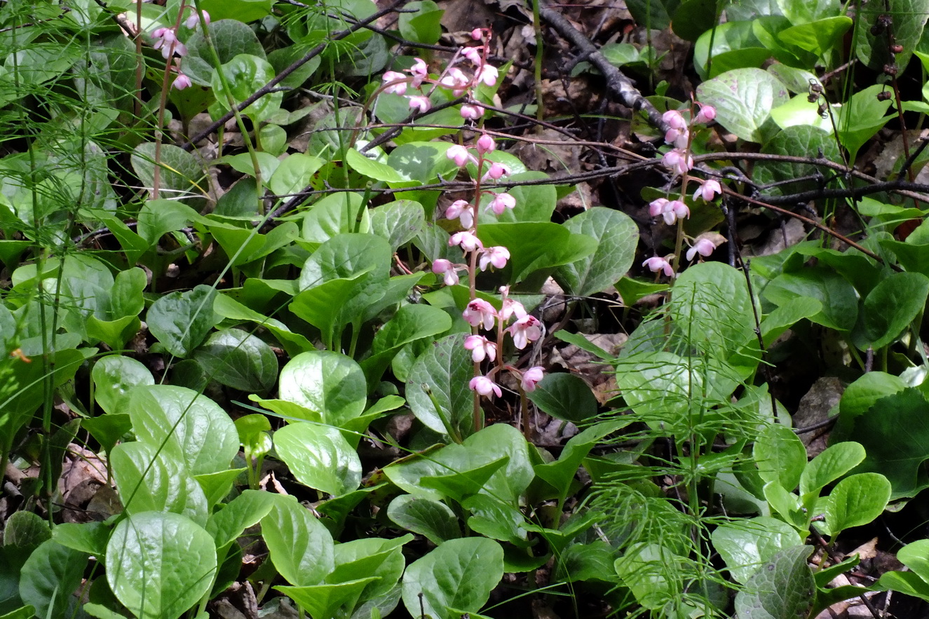 Image of Pyrola incarnata specimen.