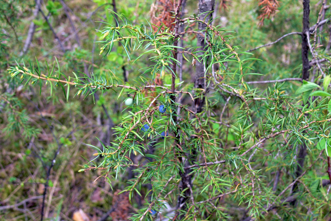 Изображение особи Juniperus communis.