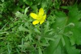 Ranunculus oxyspermus