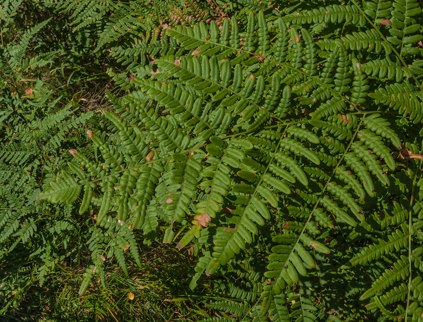 Изображение особи Pteridium pinetorum.