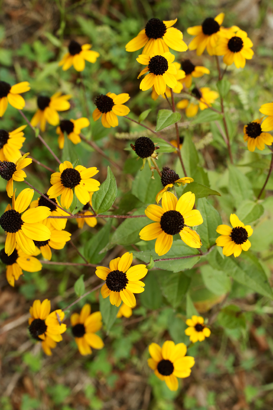 Image of Rudbeckia triloba specimen.