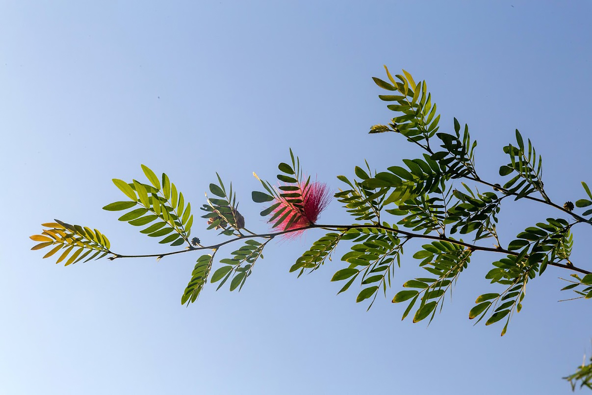 Image of genus Calliandra specimen.