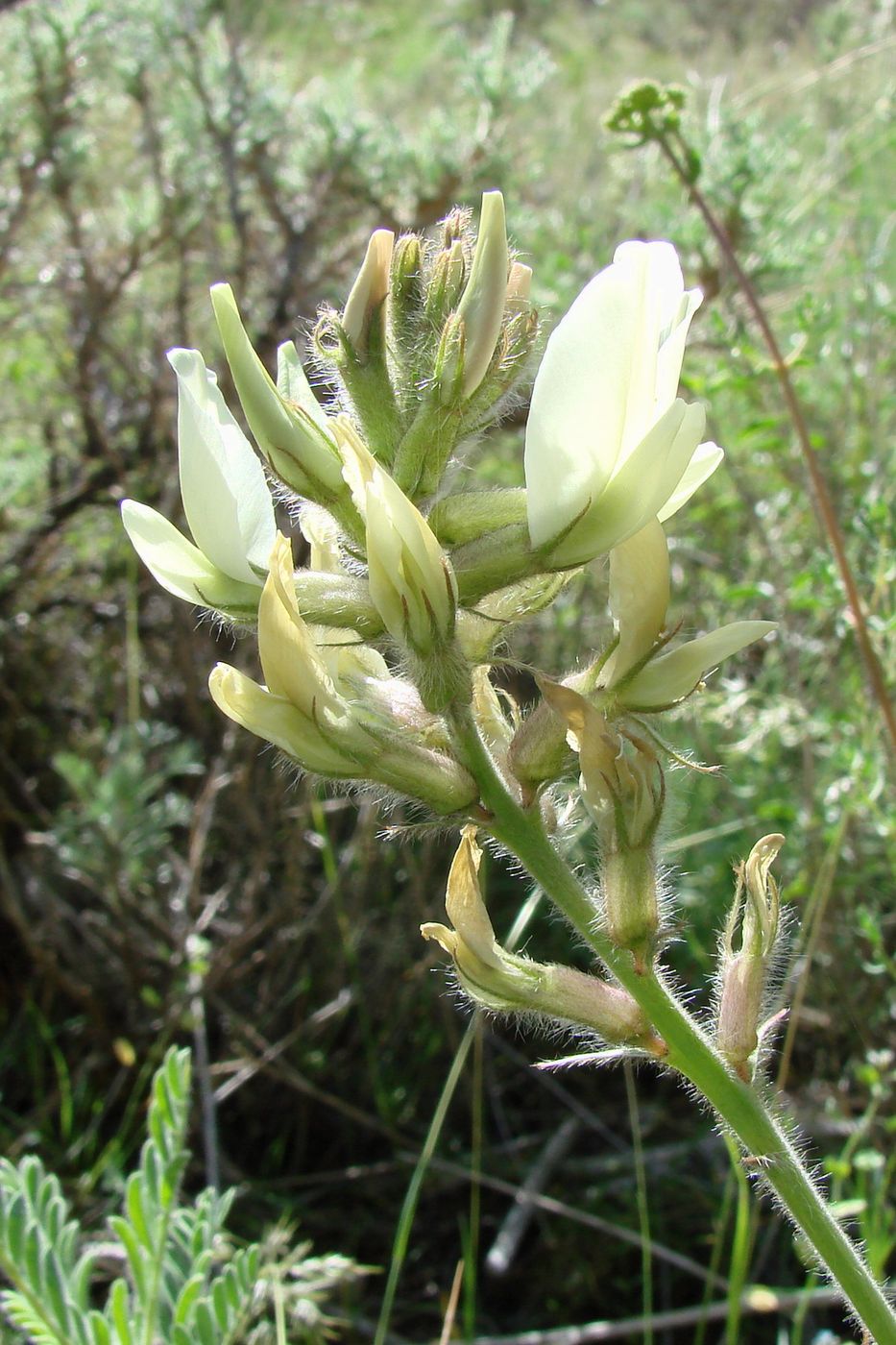 Image of Oxytropis macrocarpa specimen.