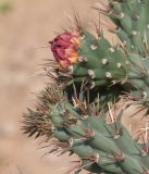 Cylindropuntia cholla. Верхушка побега с бутонами и цветок. Израиль, Шарон, г. Тель-Авив, ботанический сад \"Сад кактусов\". 29.08.2019.