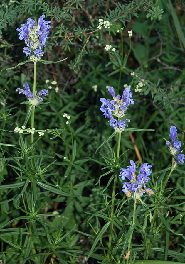 Image of Dracocephalum ruyschiana specimen.