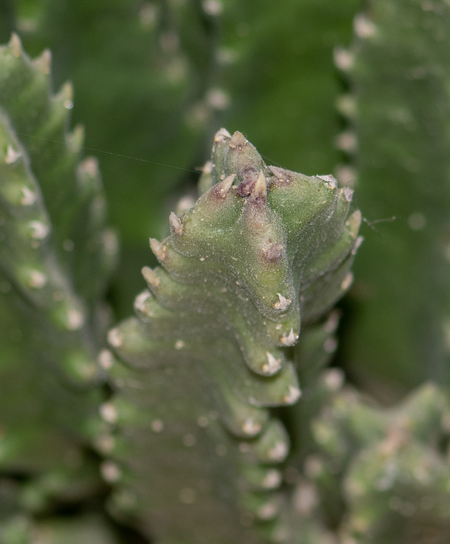 Image of Stapelia hirsuta specimen.