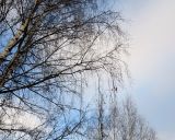 Betula pendula