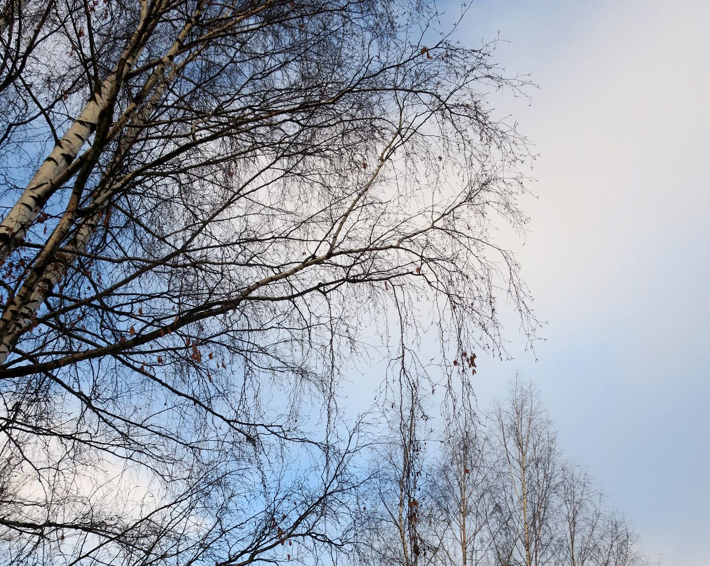 Image of Betula pendula specimen.