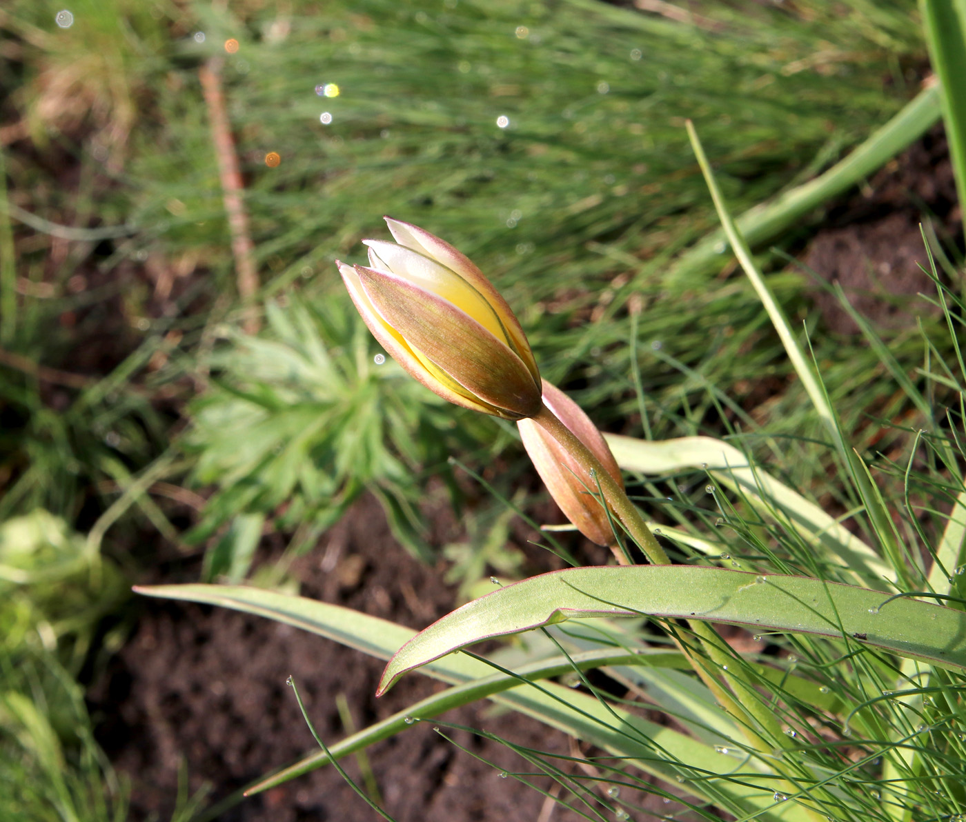 Image of Tulipa tarda specimen.