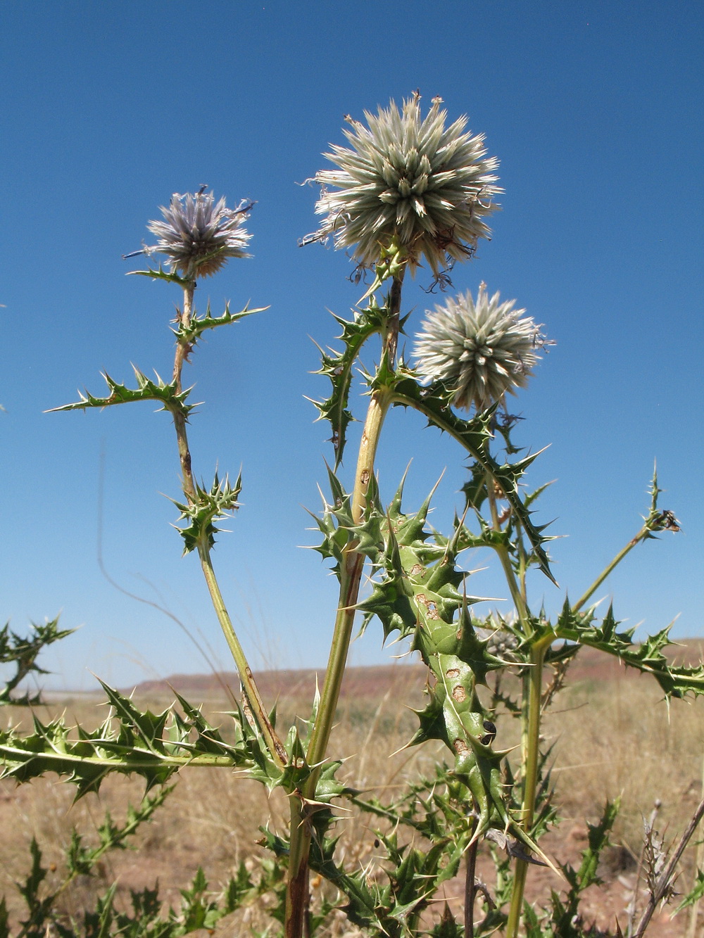 Image of Echinops subglaber specimen.