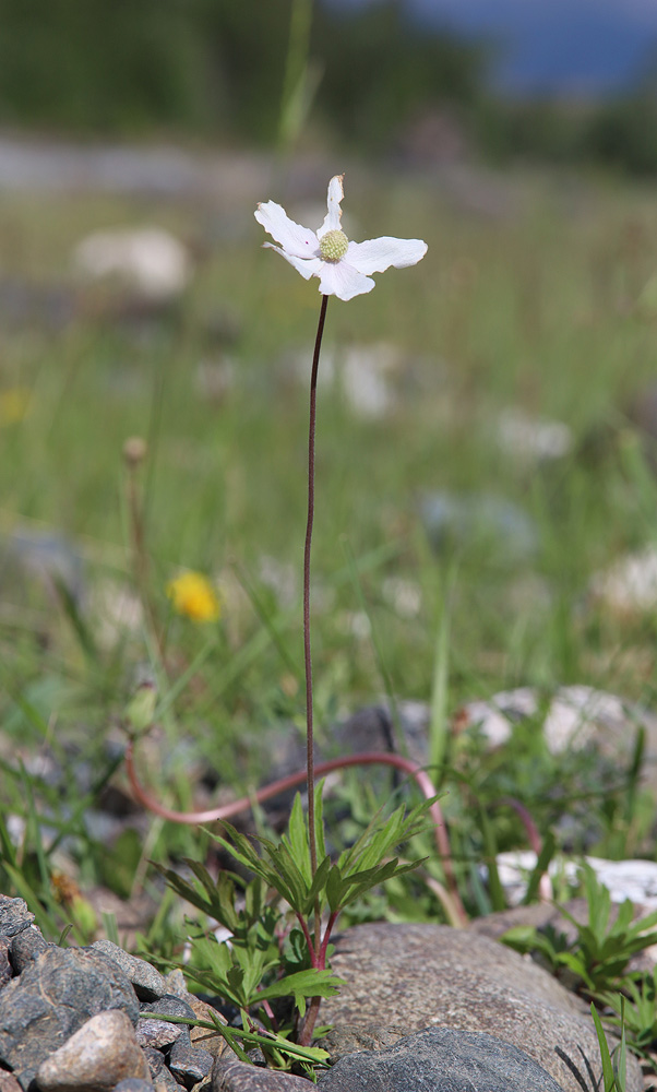 Image of genus Anemone specimen.