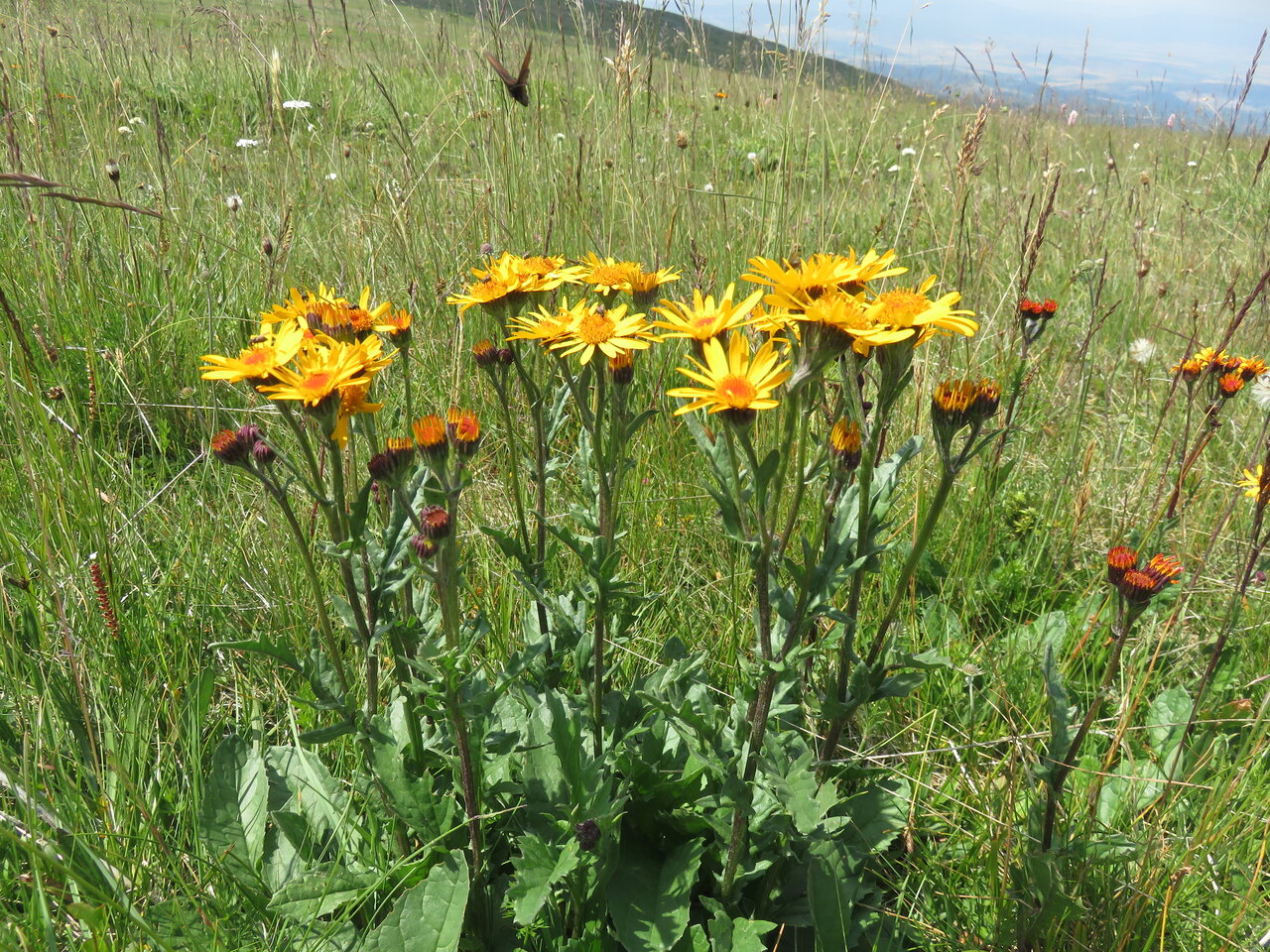 Изображение особи Senecio pancicii.