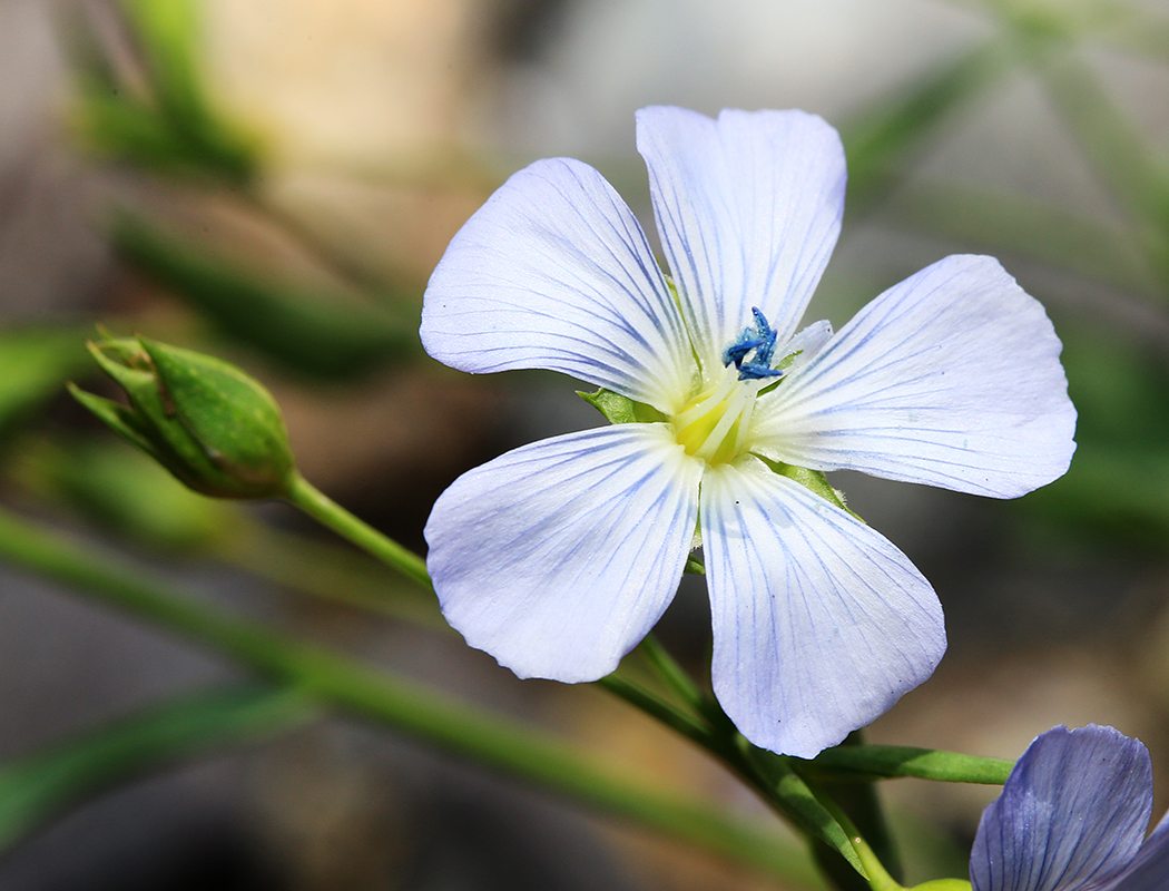 Image of Linum usitatissimum specimen.