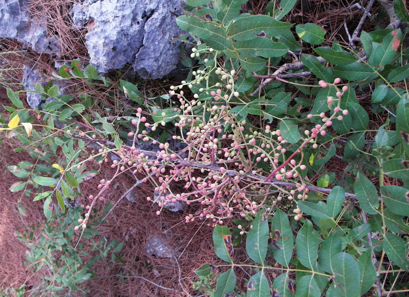 Image of Pistacia terebinthus specimen.