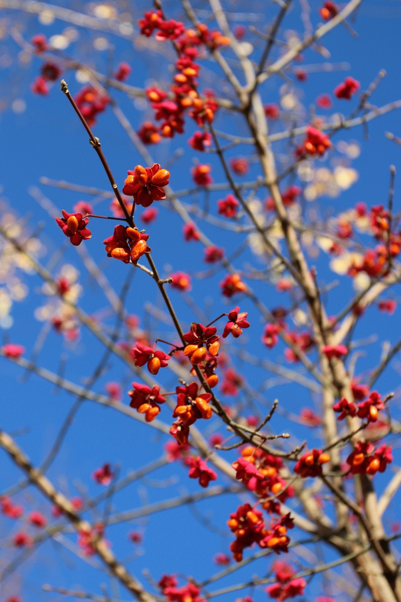 Изображение особи Euonymus europaeus.