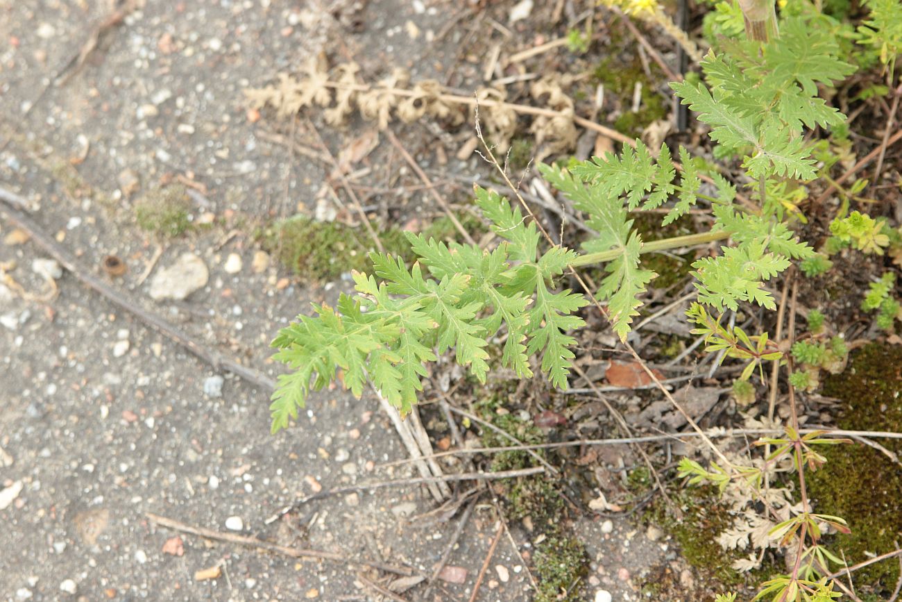 Image of Seseli libanotis specimen.