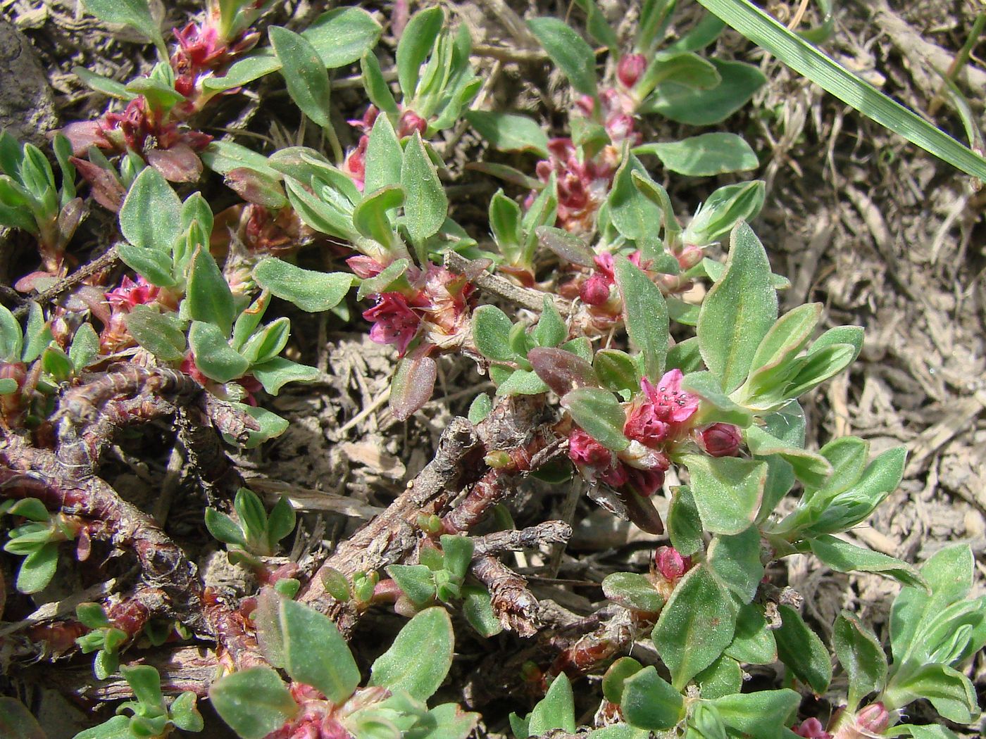 Image of Polygonum biaristatum specimen.