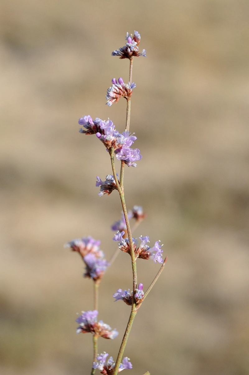 Image of Limonium suffruticosum specimen.