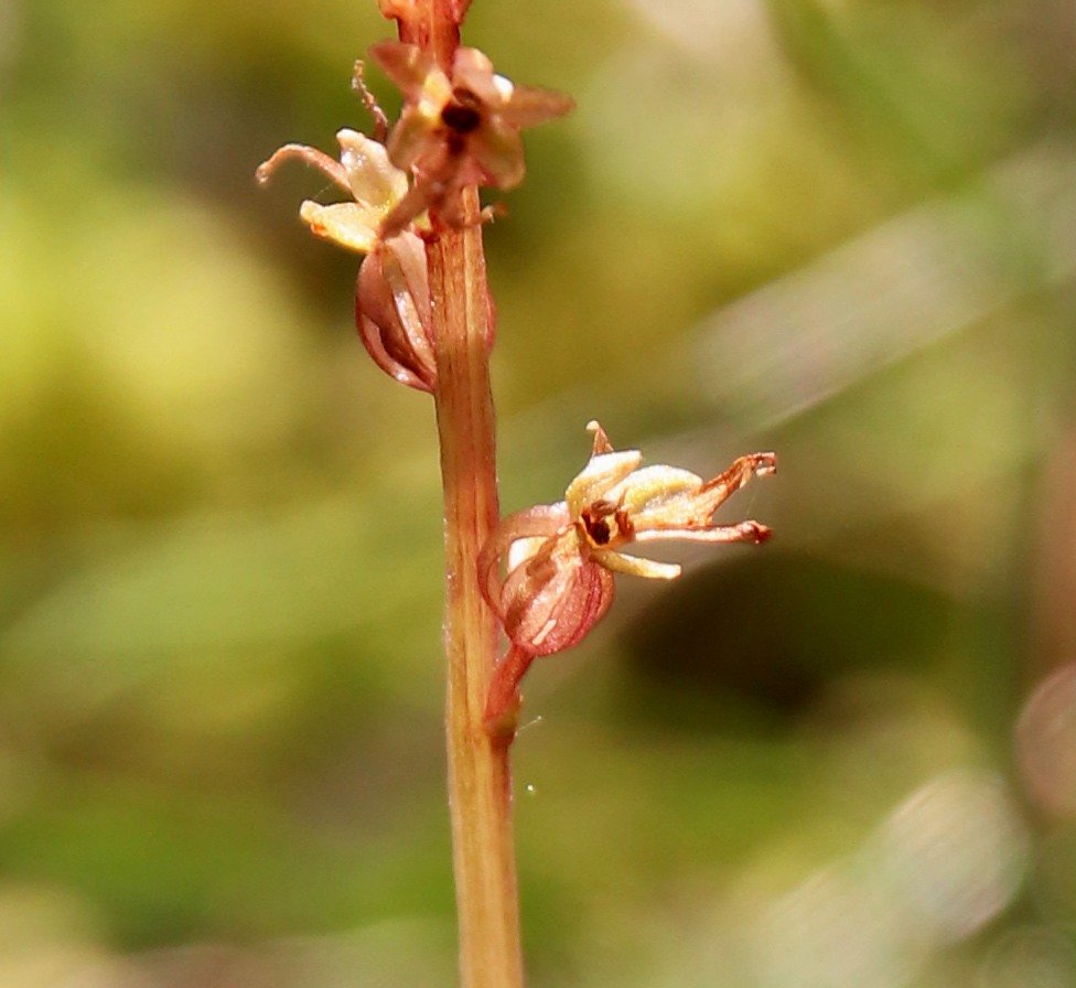 Изображение особи Listera cordata.