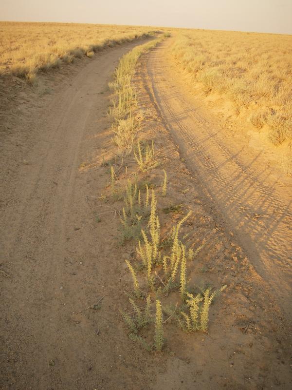 Image of Salsola foliosa specimen.