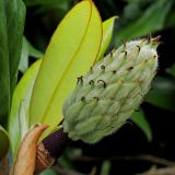 Magnolia grandiflora