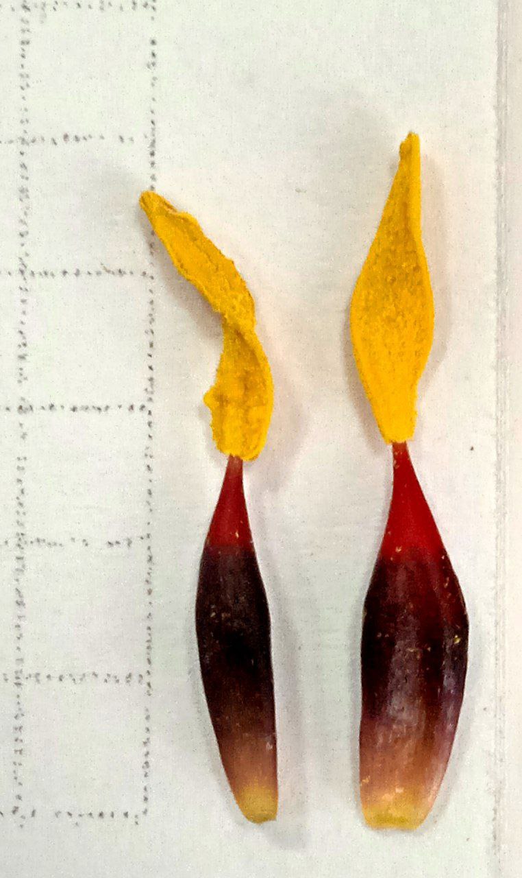 Image of Tulipa korolkowii specimen.